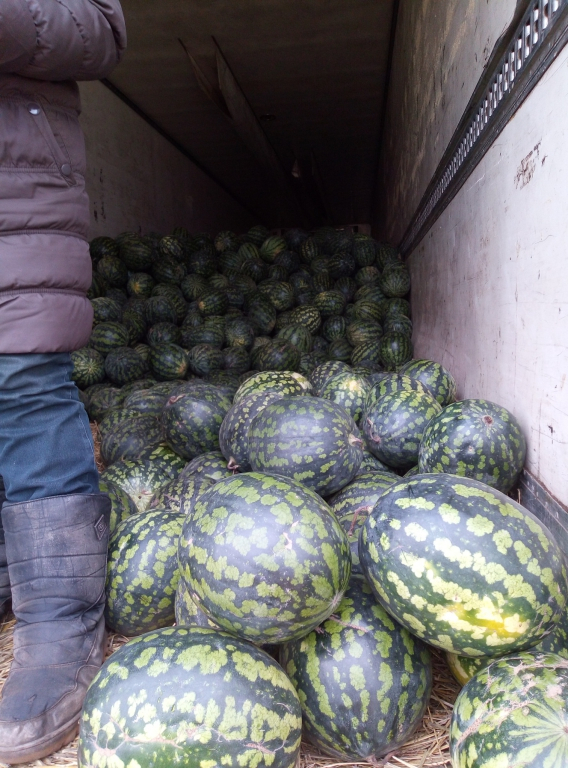 В Кировской области обнаружили две тонны подозрительных арбузов