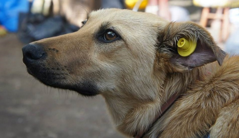 В Кирове бездомным животным «надели» желтые бирки