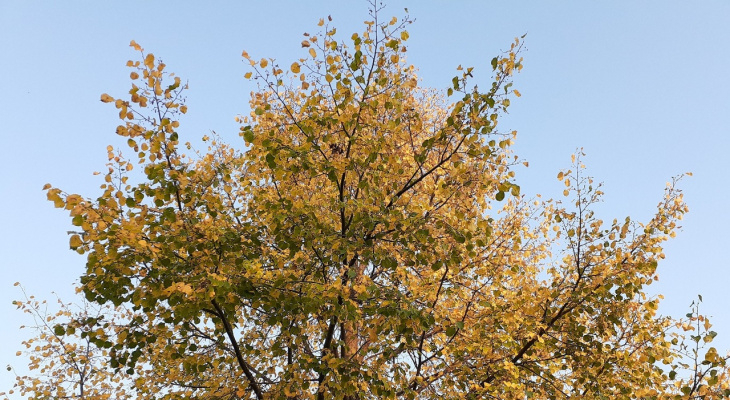 В Кировской области бушует сильный ветер