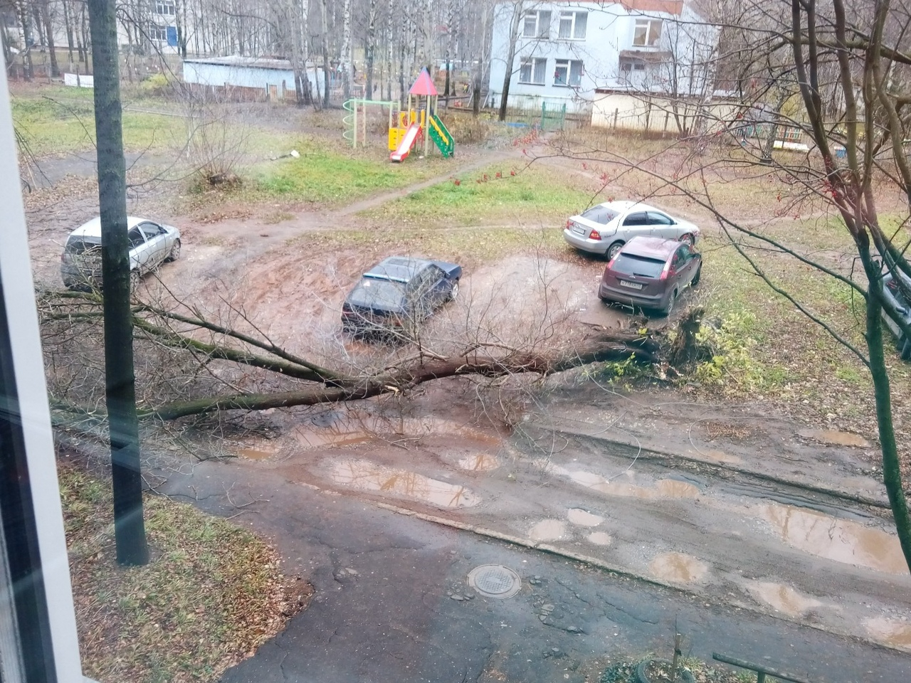 50 поваленных деревьев и три упавшие остановки: в кировской мэрии о последствиях непогоды