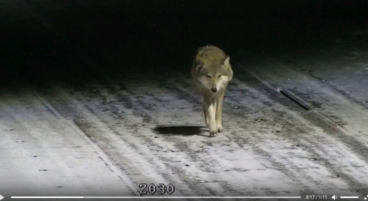 Первые жертвы: в поисках пищи волки подбираются к деревням и селам в Кировской области