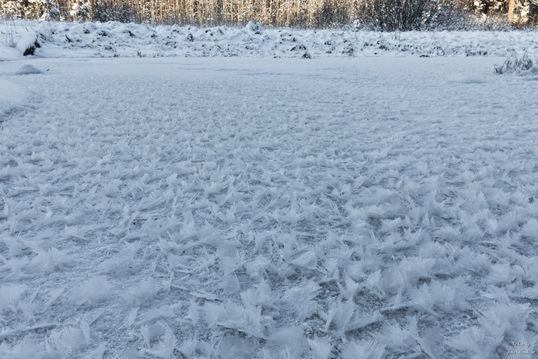 Ледяные цветы: жители Кировской области сфотографировали редкое явление