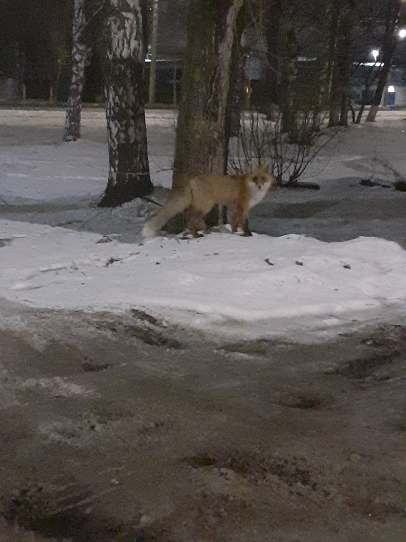 В Кирове заметили лису, гуляющую по городу