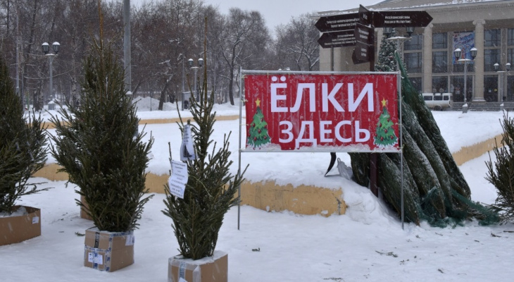 Где купить новогоднюю ель: 8 елочных базаров в Кирове