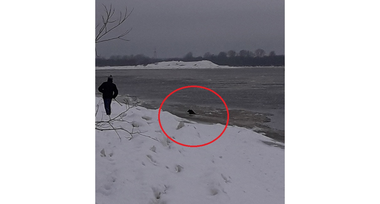 В Чепецке прохожие вытащили из ледяной реки тонущую собаку