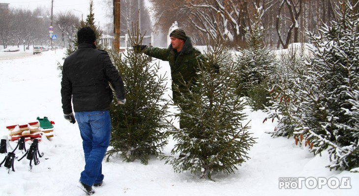 В Роспотребнадзоре дали 6 простых советов, как выбрать новогоднюю елку