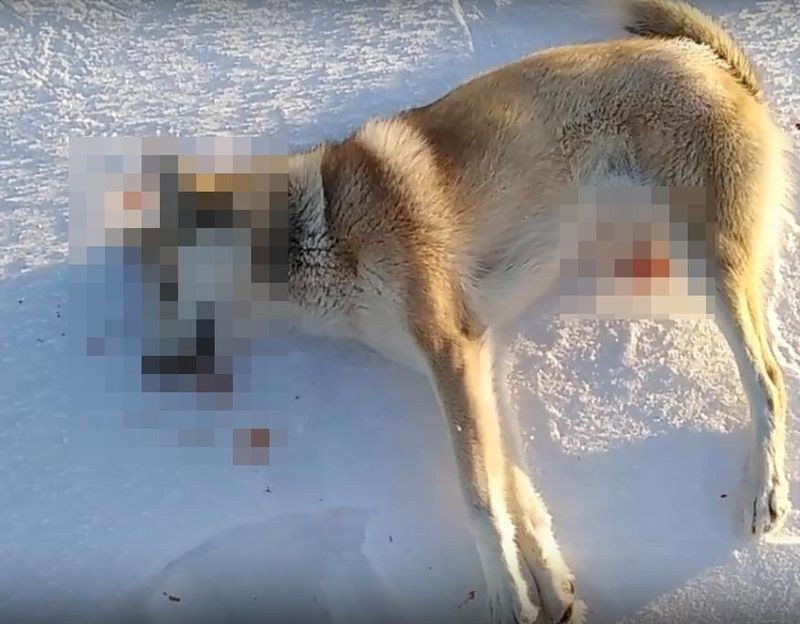 В расстреле собак в Кировской области подозревают депутата Заксобрания