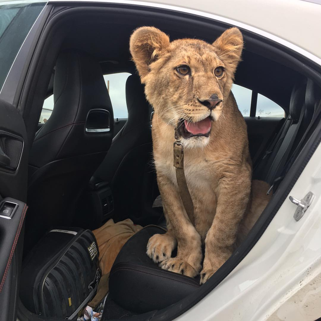 Из клетки в дом: житель Кстинино сделал львицу домашним животным