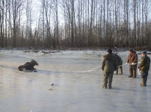 Животные погибали во льду: в Кировской области удалось спасти двух лосей