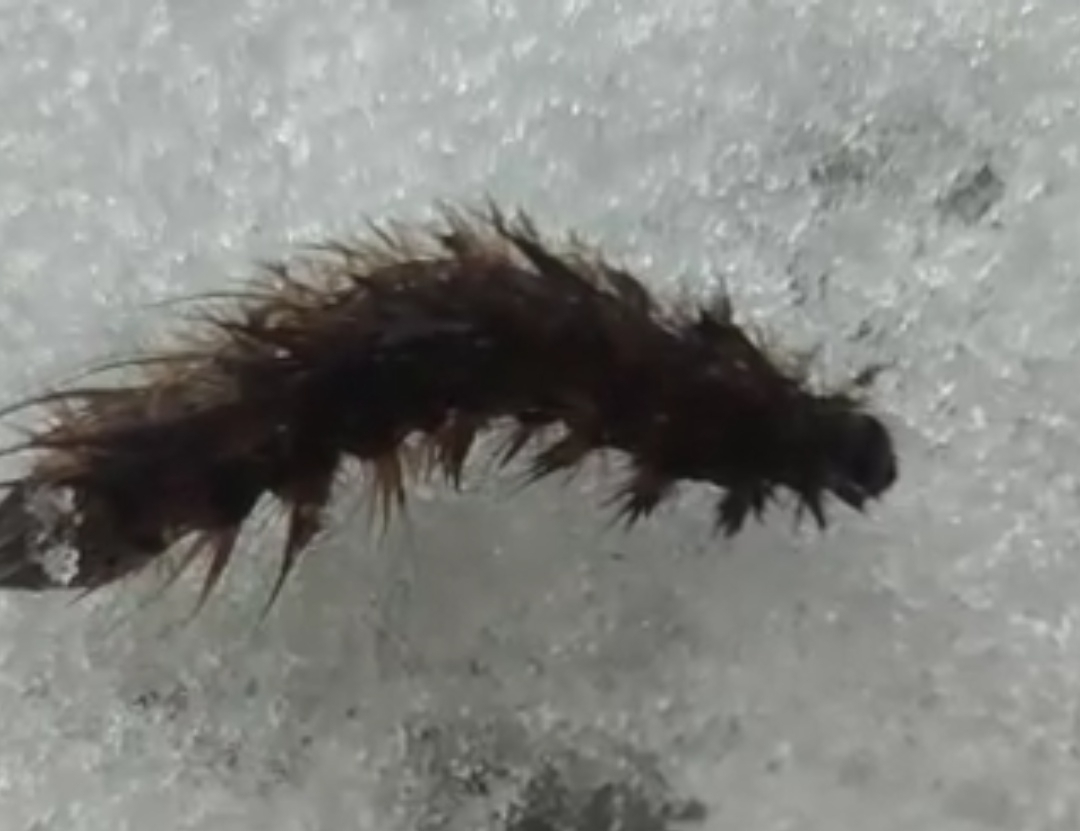 Насекомые в январе: в Кирове заметили необычную мохнатую гусеницу