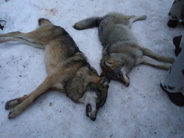 Жители Подосиновского района пожаловались в прокуратуру на опасных волков