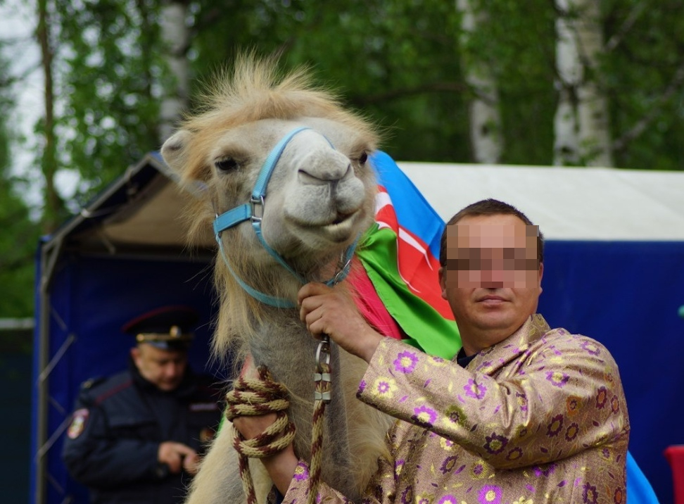 В Кирове продают верблюдицу Люсю за 200 тысяч рублей