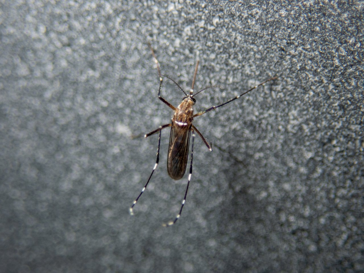 В РАН заявили о возможном исчезновении комаров из-за теплой зимы