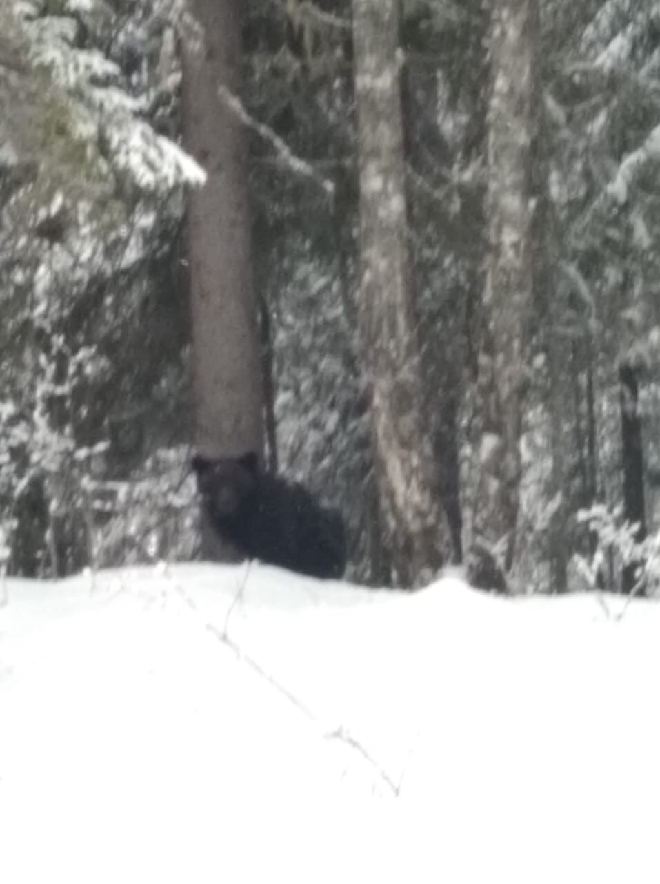 В Подосиновском районе из-за теплой зимы проснулись медведи