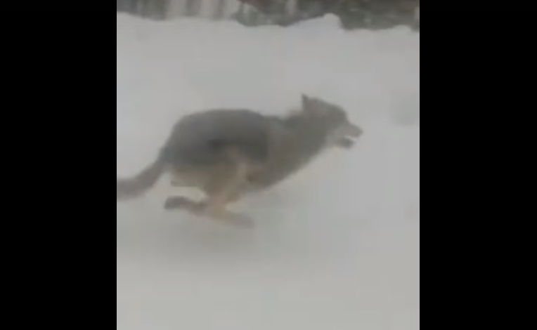 Вышли волки - жди беды: в Кировской области сняли хищников, бегущих по трассе