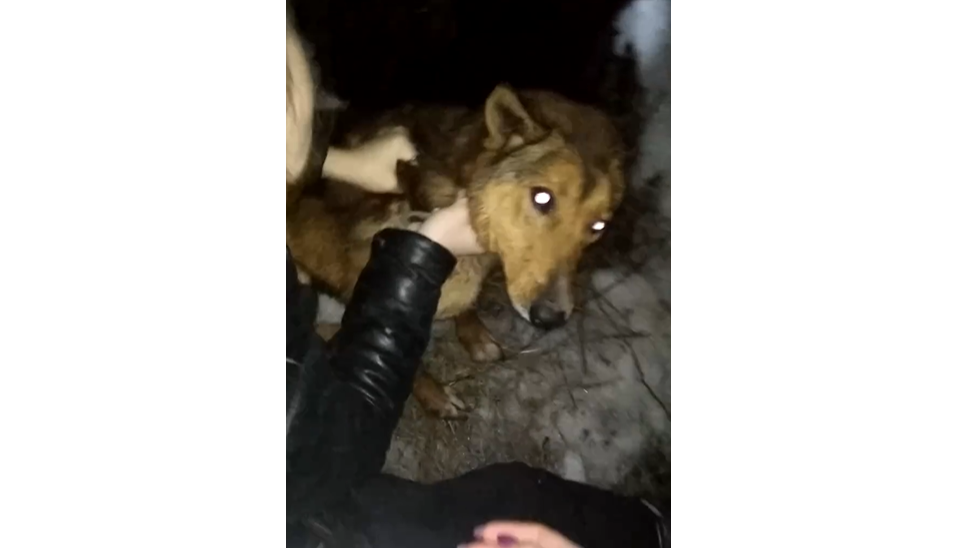 Кировские волонтеры спасли собаку, провалившуюся в 2-метровую яму с водой