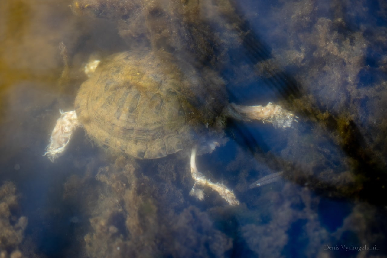 Мертвые черепахи и всплывшие рыбы: горожане жалуются на состояние парка имени Кирова