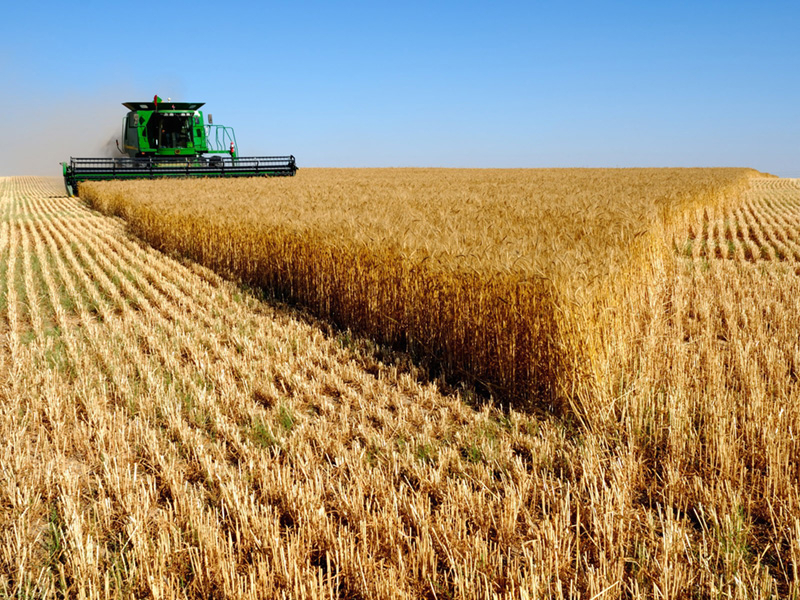 Центр отраслевой экспертизы Россельхозбанк прогнозирует увеличение доли России на мировом рынке продовольствия