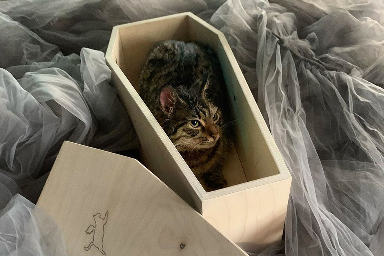Гроб для кошки: кировчане готовы купить аксессуар за 7000 рублей