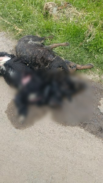 В Омутнинске неизвестные убивают собак и бросают их в колодцы для водоснабжения