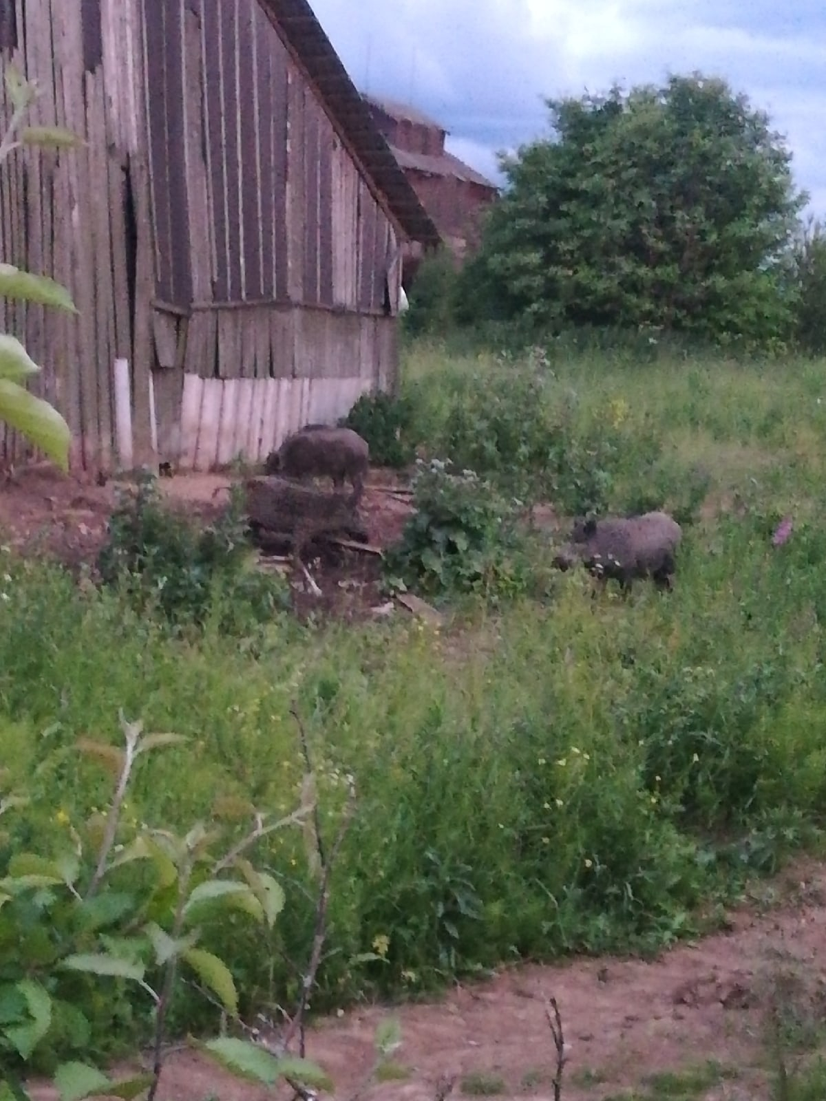 «Полпоселка оставили без урожая»: в Кировской области кабаны стадом ходят по участкам