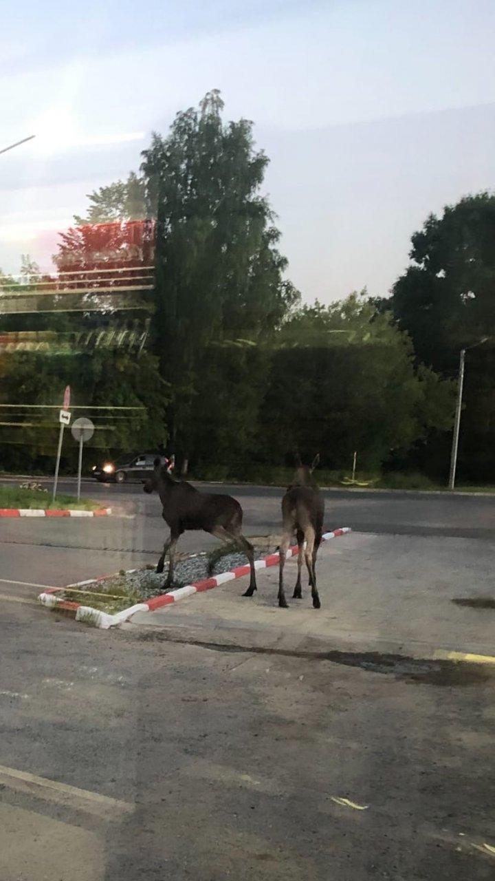 Фото дня: жители Кирова заметили пару лосей на Мельничной