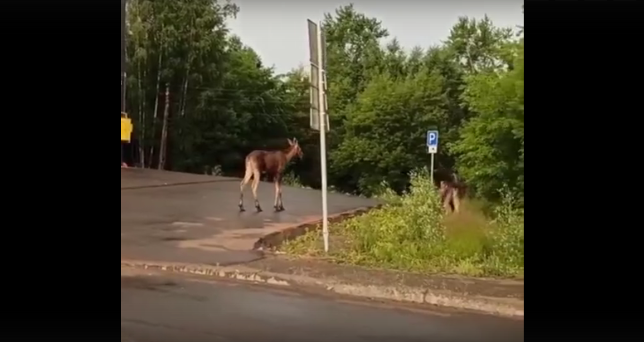 В Кирове сняли на видео лосей, гуляющих по городу