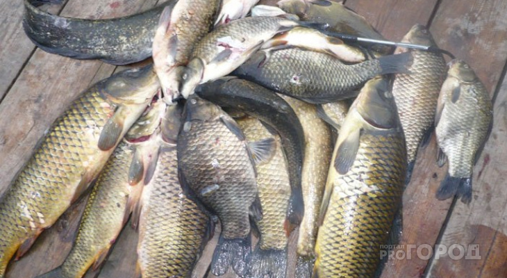 Куда стоит отправиться на рыбалку в Кировской области: советы рыбака