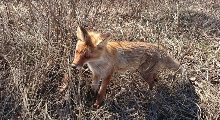 Очаги бешенства: сколько человек пострадали от нападений животных в Кировской области
