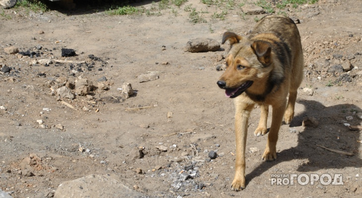 "Несколько дней назад за моим ребенком увязалась целая стая!": в Омутнинском районе жители напуганы бродячими собаками