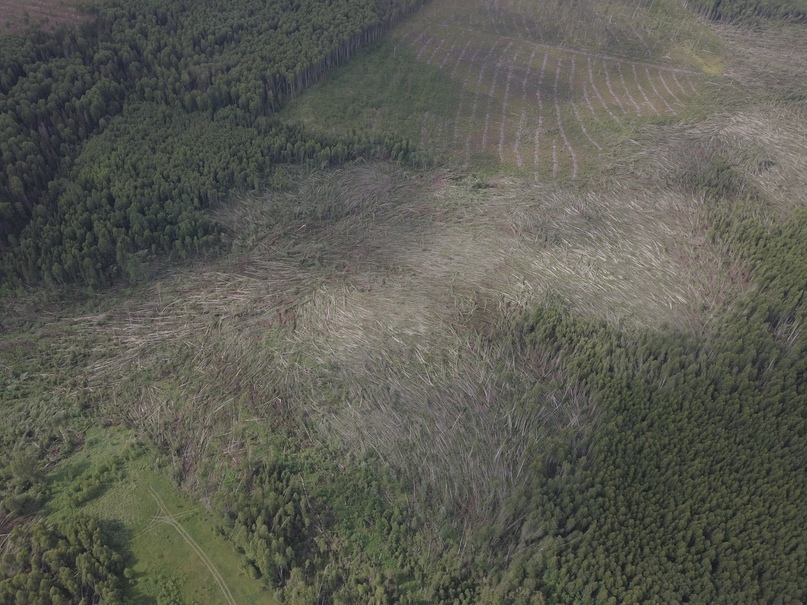 Смерчи в Кировской области повалили лес на площади более 6,5 тысячи гектаров