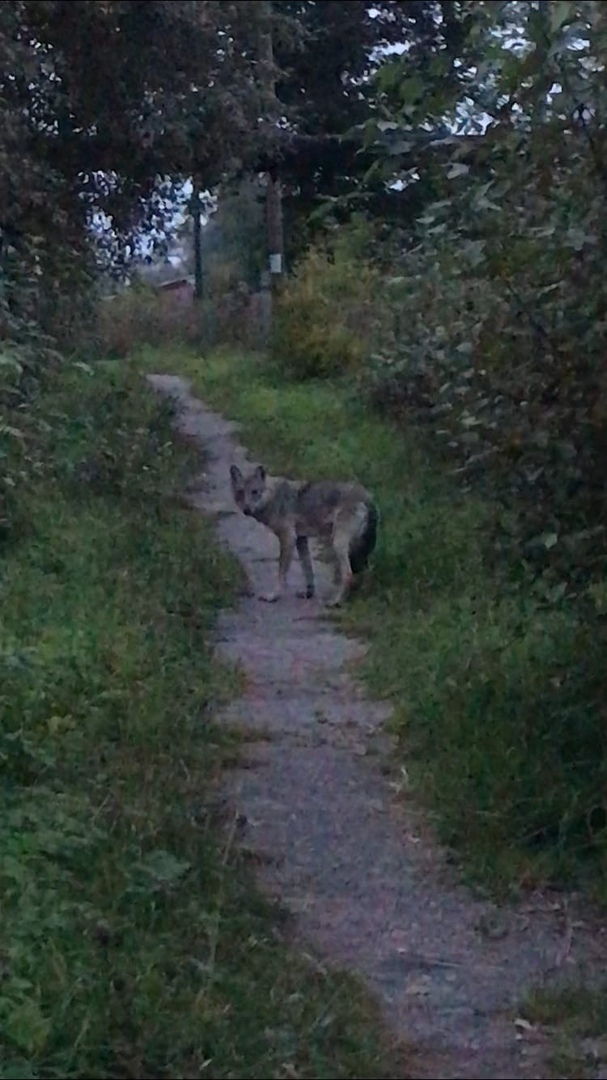 "Видим его каждый день": в Кировской области рядом с жилыми домами ходит волк