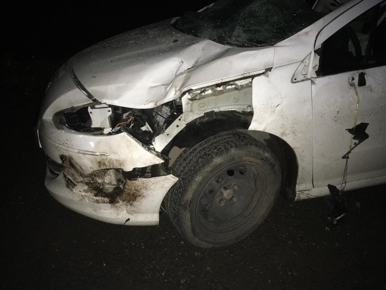 В Кирове водитель Peugeot сбил лося и травмировался сам