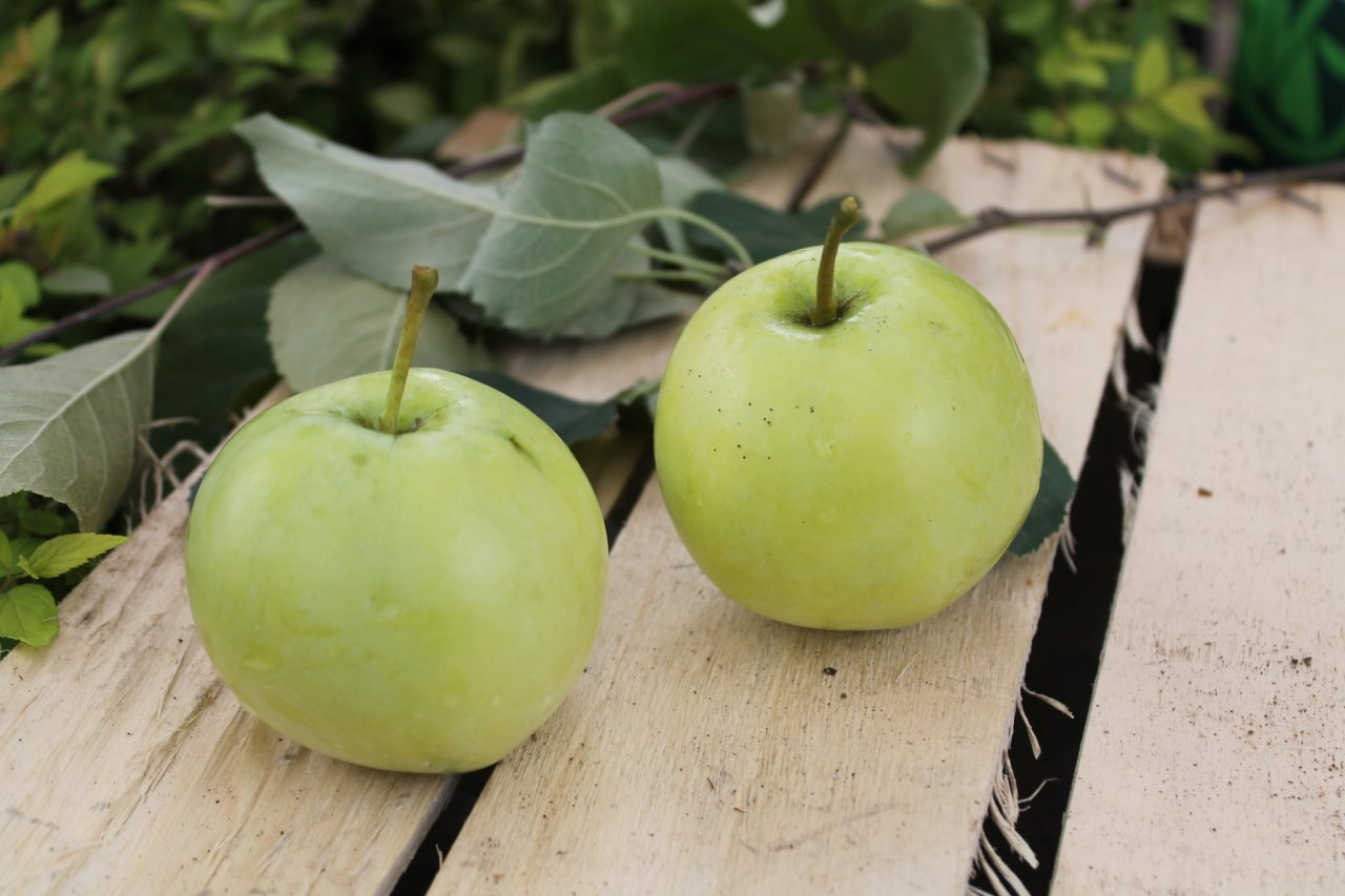 Как выбрать 3 сорта зимостойких яблонь, которые принесут большой и вкусный урожай