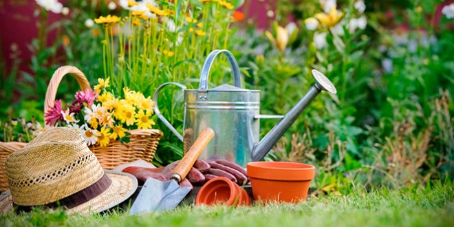 Внимание садоводы! Не упустите возможность приобрести саженцы из Новосибирского питомника