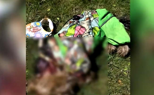 В Кирове алабай напал на женщин с колясками и загрыз их собаку