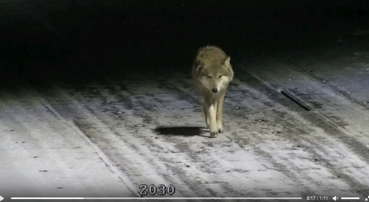 «Каждый год ходят, всех собак съели»: в Кировской области волк зашел в поселок и попал на видео