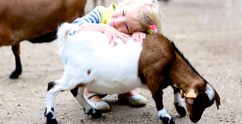 Россельхозбанк: развитие агротуризма позволит увеличить оборот отрасли до 55 млрд рублей в год