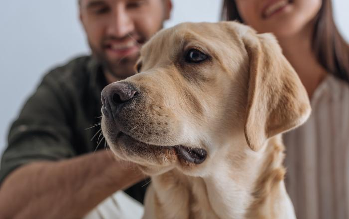 "Собака дороже человека": ученые выяснили - нормально ли между жизнью питомца или близкого выбирать