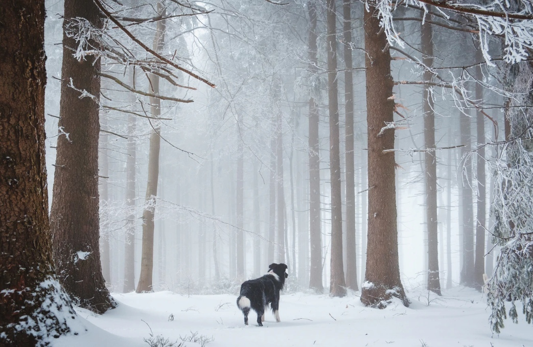 Львы будут на коне, а Овны окажутся в неловкой ситуации: гороскоп на выходные