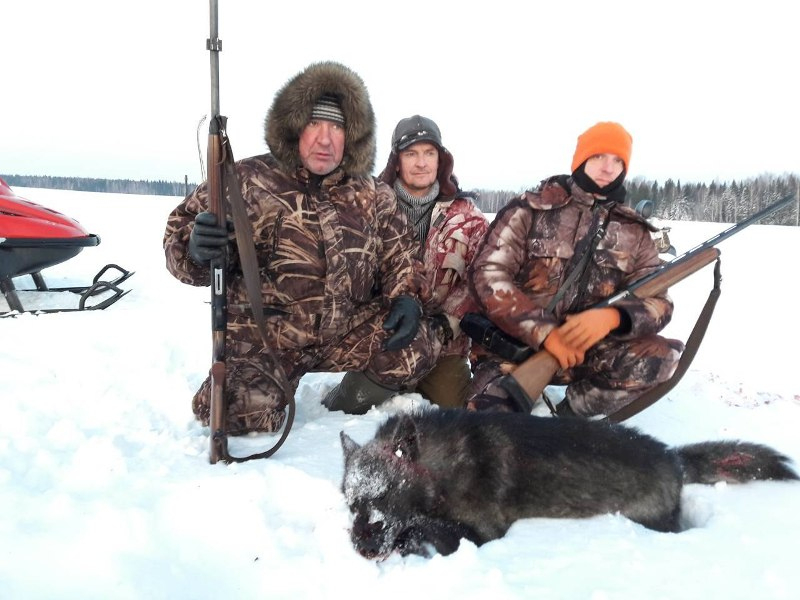 В Кировской области охотники добыли волка-меланиста