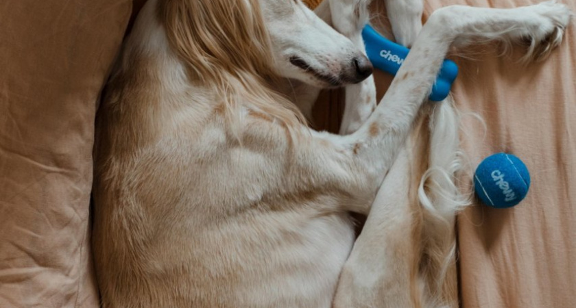 Овны забудут об отдыхе, а Тельцов ждет интересное знакомство: гороскоп на выходные