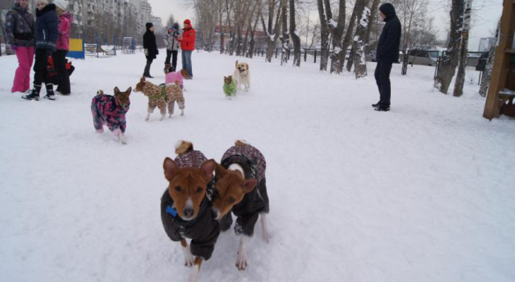 В Кирове будут отлавливать собак на самостоятельном выгуле