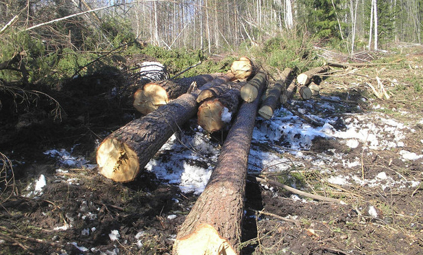 Возле тропы здоровья в Порошино незаконно вырубили лес на 4,8 млн рублей