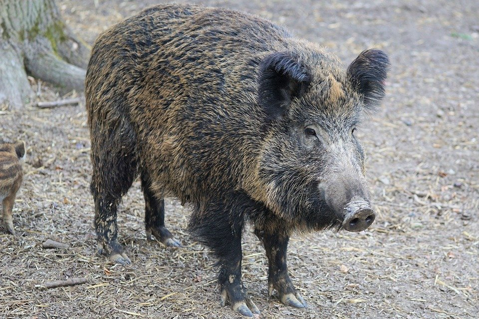 На границе с Кировской областью нашли 12 кабанов, умерших от чумы свиней