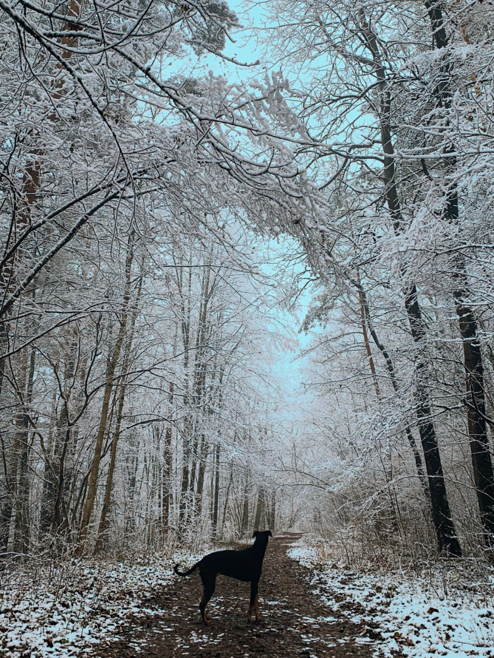 Львы вздохнут полной грудью, а Девам захочется разнообразия: гороскоп на 31 декабря