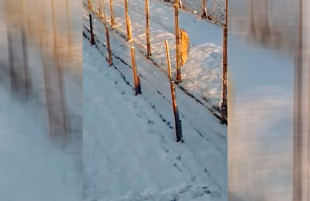 В Кировской области за год убили 225 волков