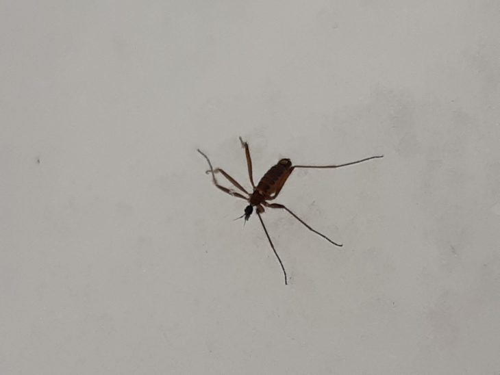 В Кировской области впервые обнаружили зимнего комара