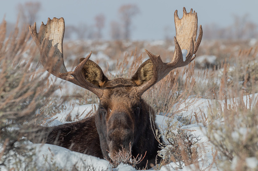 В Кировской области нашли останки отстрелянного лося: охотника накажут