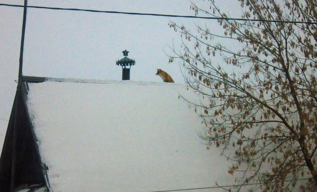 В селе Кировской области лиса забралась на крышу дома
